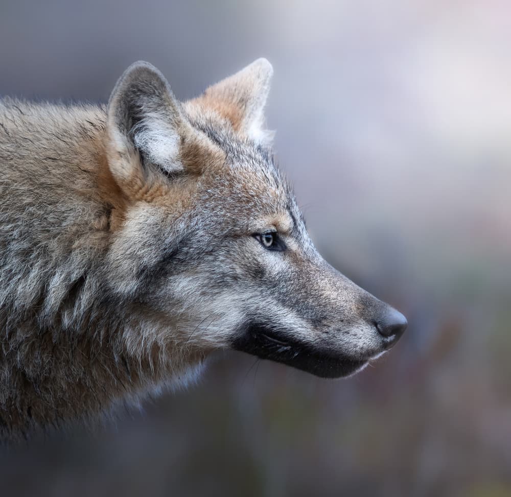 Majestic Wolf Gaze by Marco Barisone — canvas wall art
