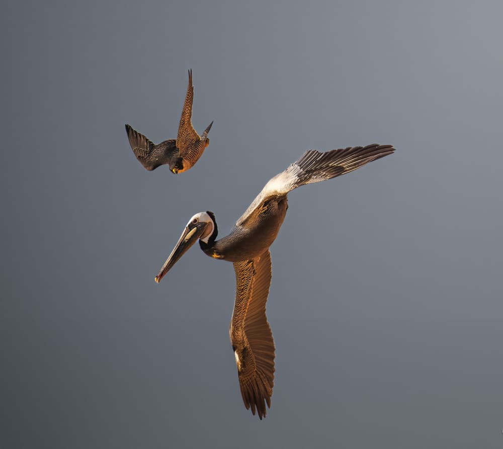 Dynamic Bird Encounter by Allen SDCA — canvas wall art
