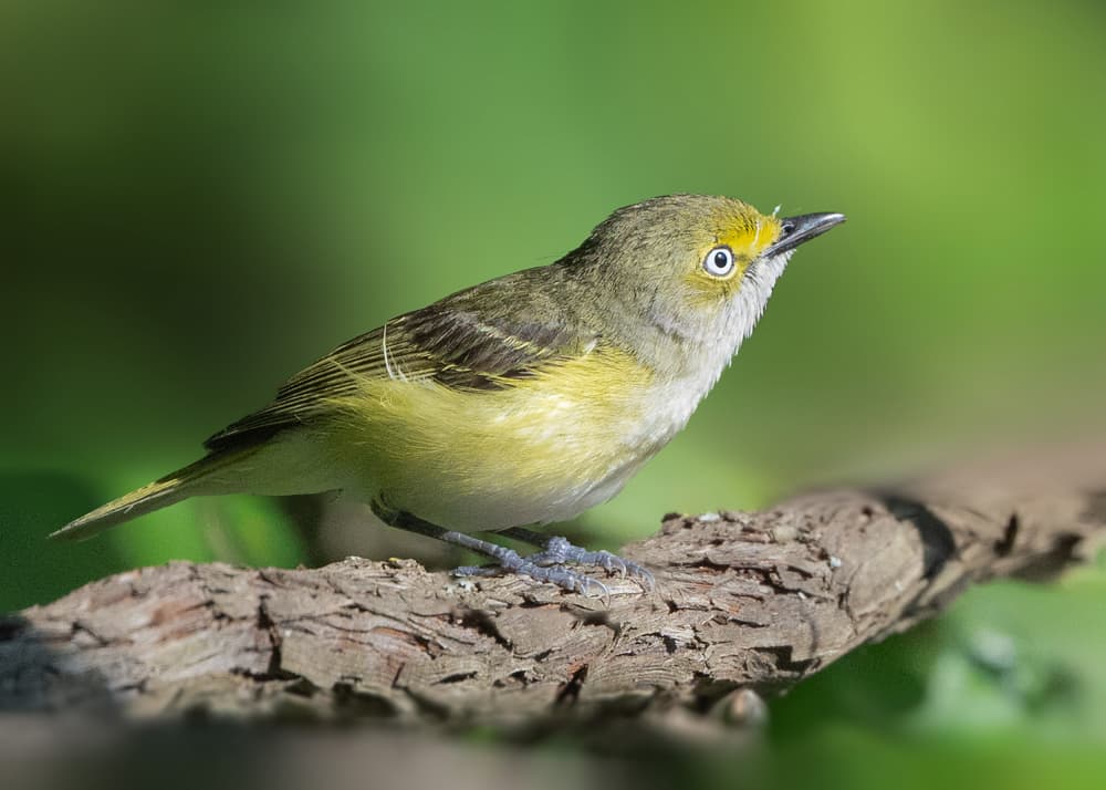 Little Green Bird Perched by Robert Zhang — canvas wall art