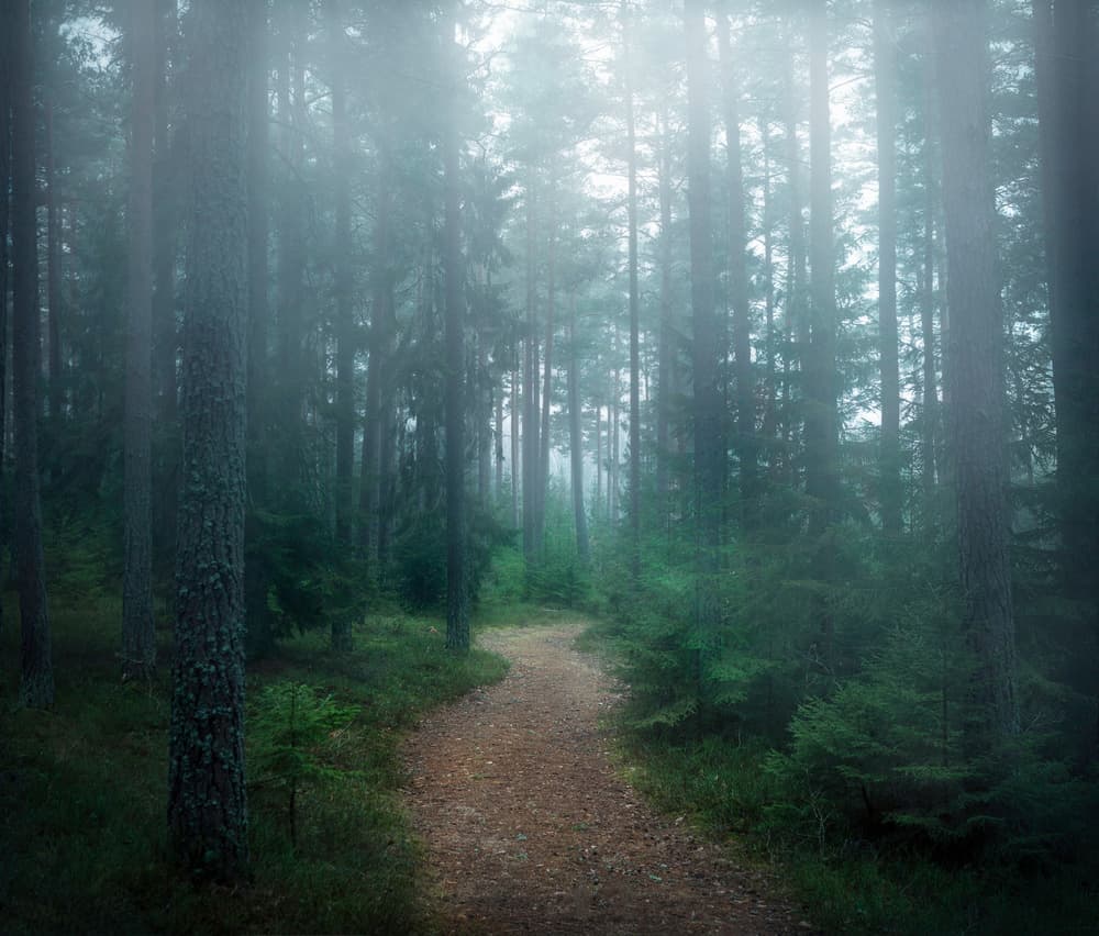 Misty Forest Path by Christian Lindsten — canvas wall art