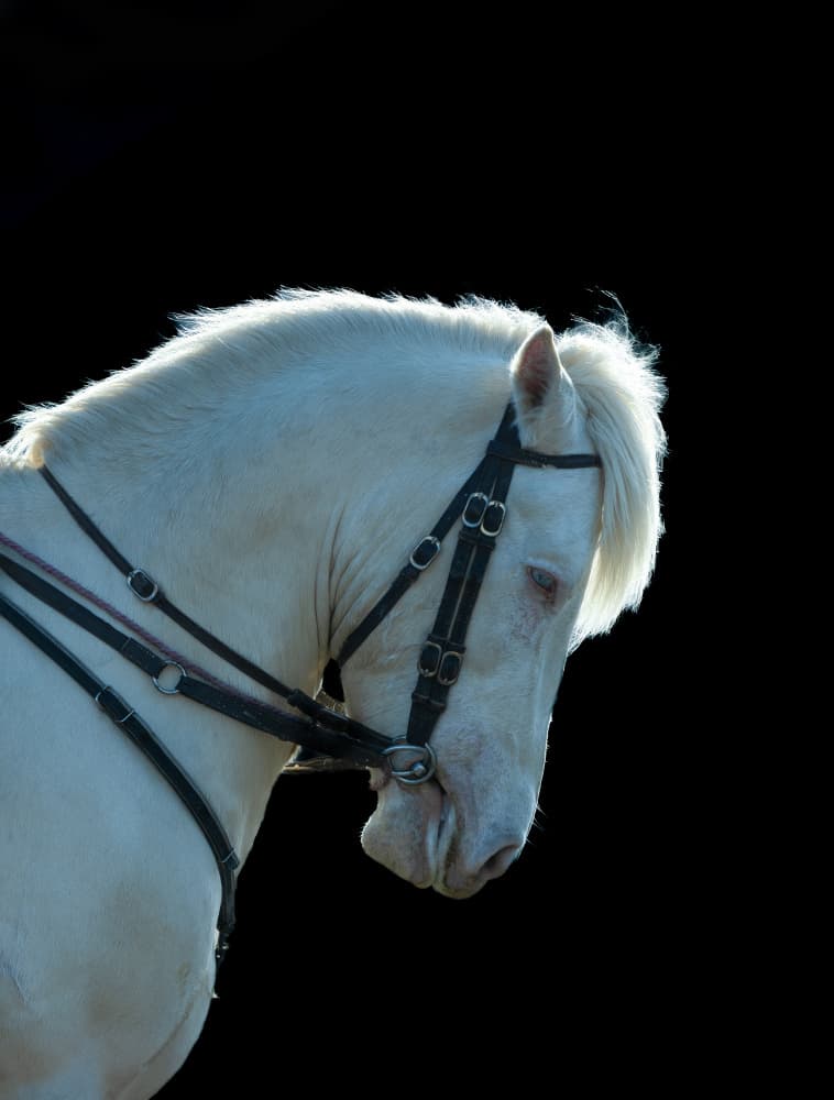 Majestic White Horse by Sally Widjaja — canvas wall art