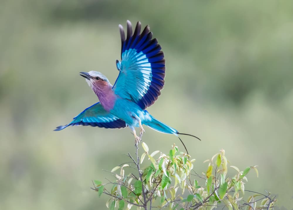 Vibrant Roller Takes Flight by Leah Xu — canvas wall art