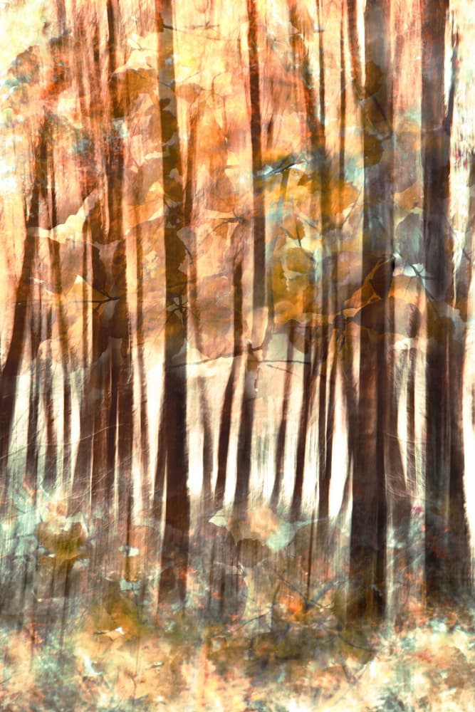 Warm Forest Glow by Christina Sillen — canvas wall art