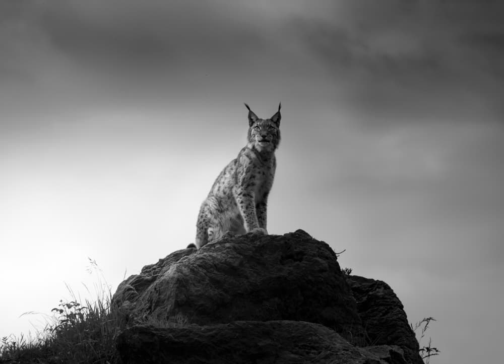 Majestic Lynx on Rock by Sergio Saavedra Ruiz — canvas wall art