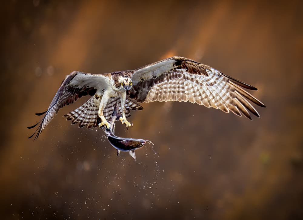 Majestic Osprey Catch by Hannah & Wei — canvas wall art