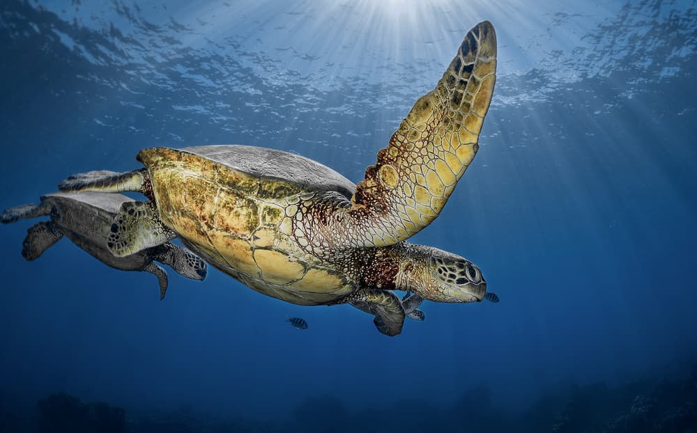 Serene Sea Turtles by Jennifer Lu — canvas wall art
