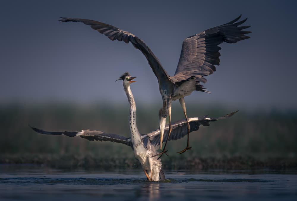 Dynamic Heron Battle by Vicki Lai — canvas wall art