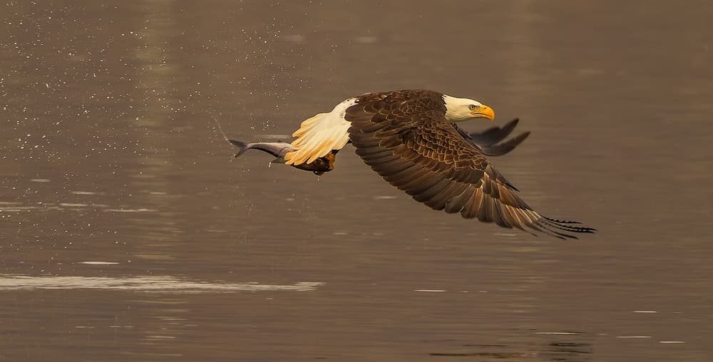 Eagle's Fish Catch by David Hua — canvas wall art