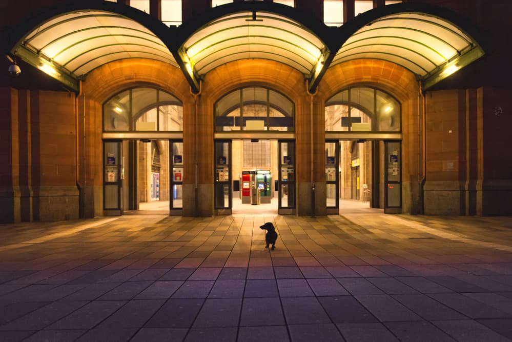 Lonely Dog Urban Night by Heike Willers — canvas wall art