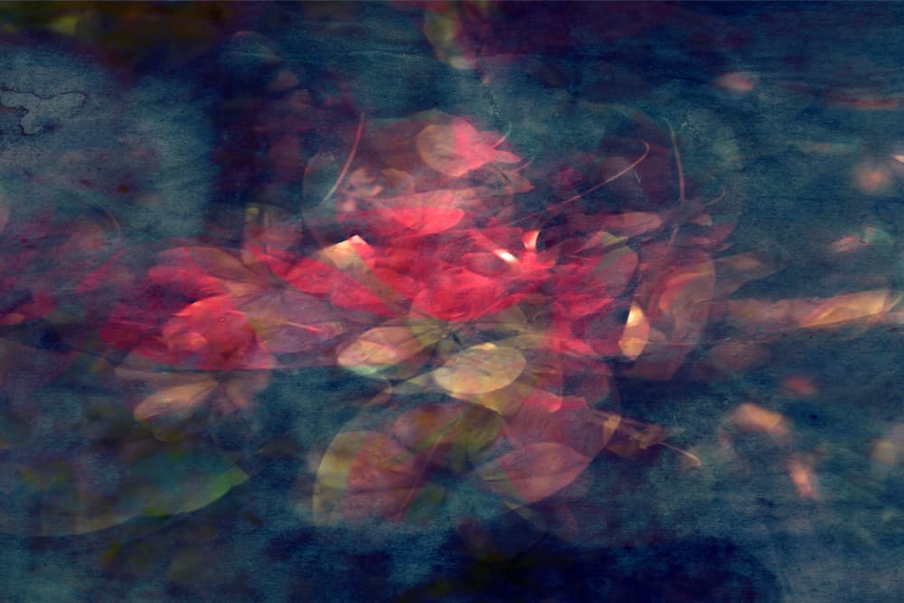 Ethereal Red Foliage by Angelo Cerantola — canvas wall art