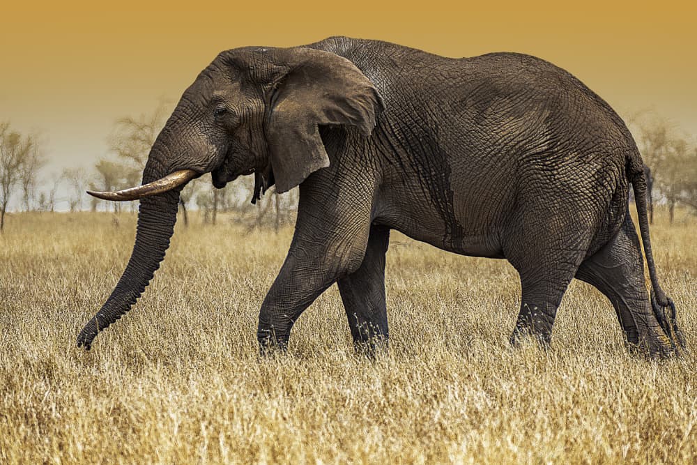 Majestic Elephant Walk by Jois Domont ( J.L.G.) — canvas wall art
