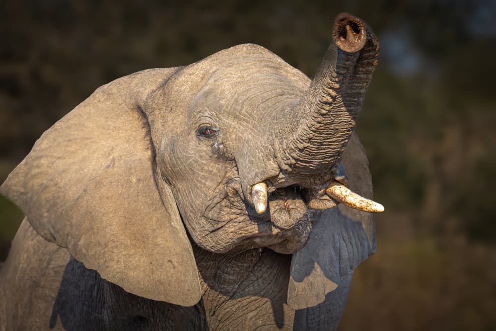 Elephant Trunk Up by Jeffrey C. Sink — canvas wall art