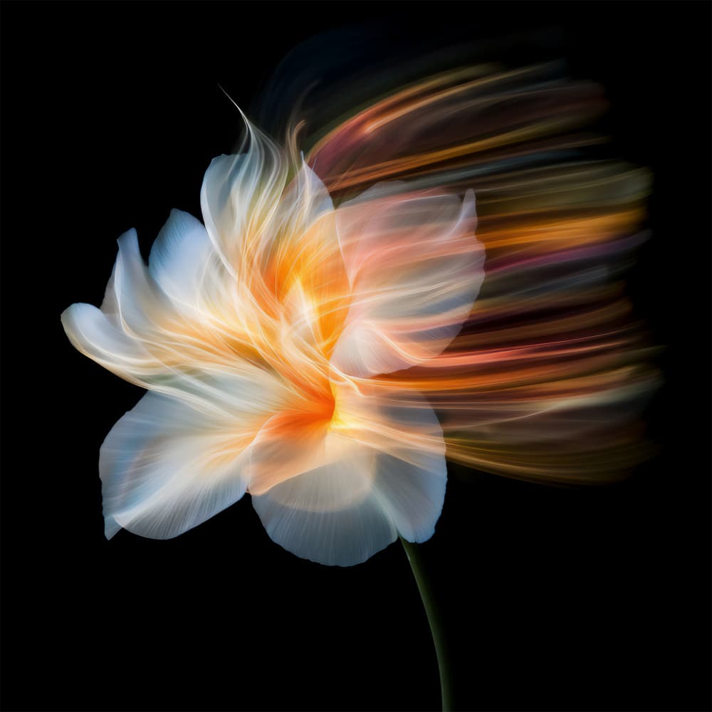 Glowing Abstract Bloom by Bilge Paksoylu — canvas wall art