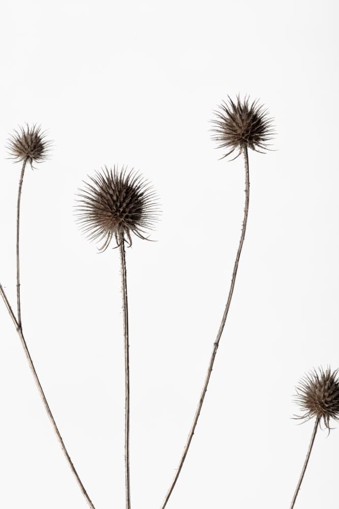 Delicate Dried Thistles by Pictufy Studio III — canvas wall art