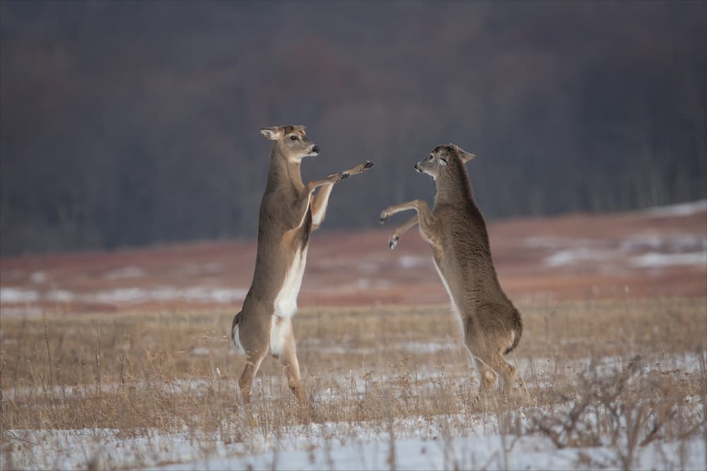 Wild Deer Sparring by Nick Kalathas — canvas wall art