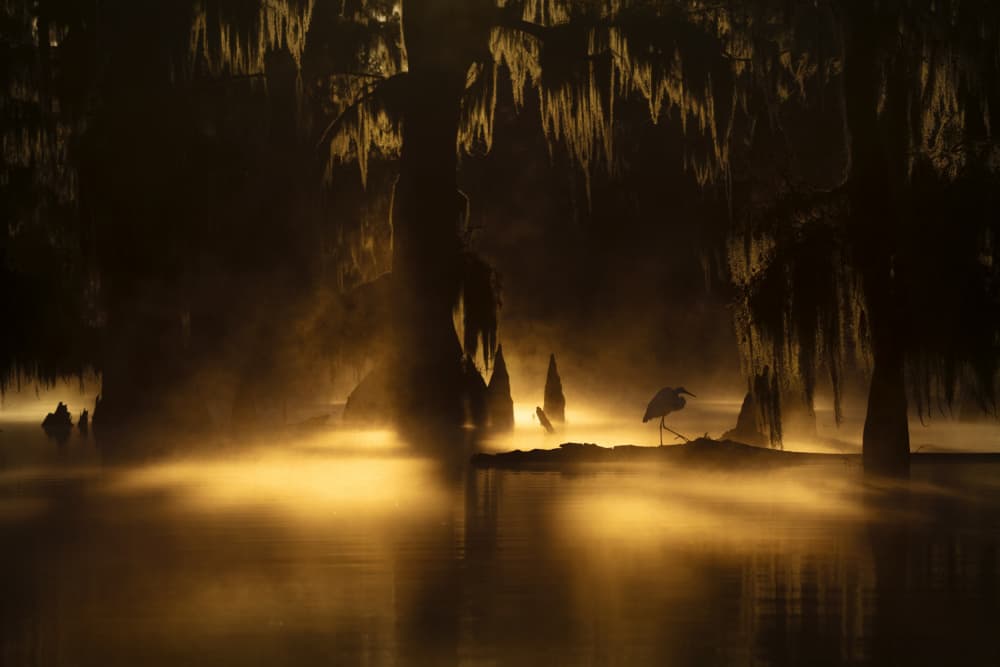 Heron in Golden Mist by Roberto Marchegiani — canvas wall art
