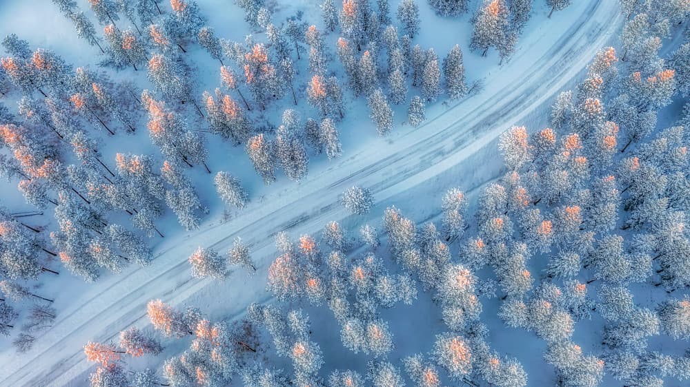 Golden Winter Woods by Mei Xu — canvas wall art