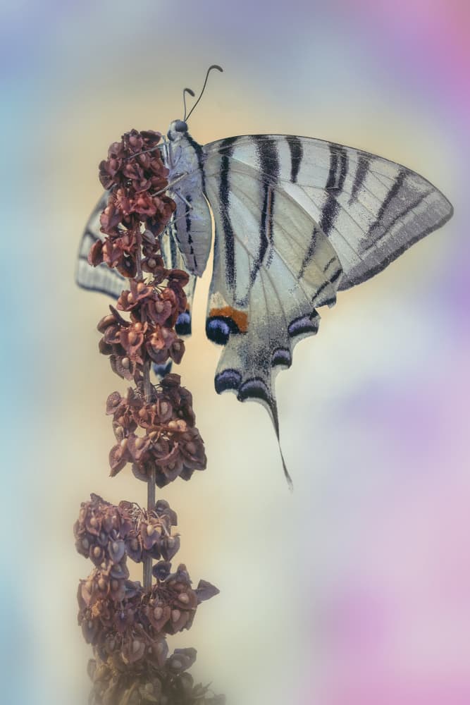Swallowtail Butterfly Serenity by Fabrizio Daminelli — canvas wall art