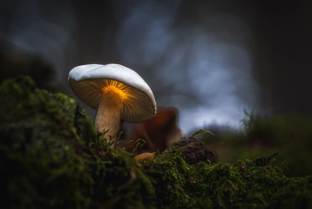 Glowing Forest Mushroom by Sergio Barboni — canvas wall art