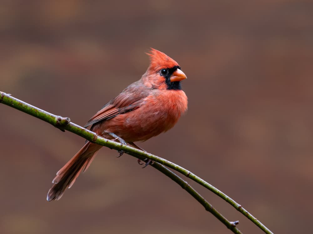 Vivid Red Cardinal by Patrick Dessureault — canvas wall art
