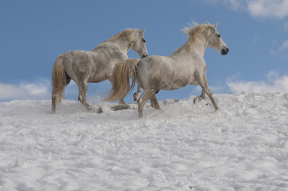 White Horses Running Snow by Milan Malovrh — canvas wall art