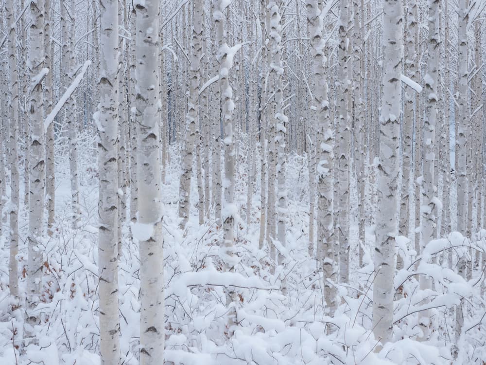 Snowy Birch Forest by HAN dong hee — canvas wall art
