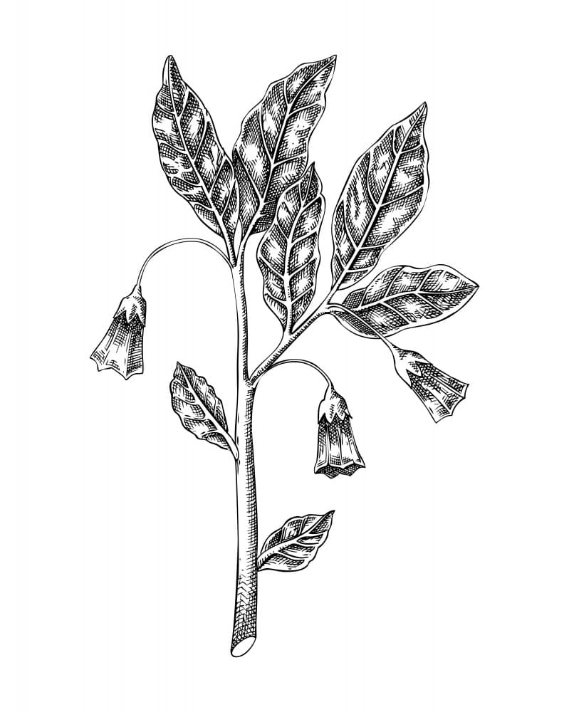 Botanical Bell Flowers by Yevheniia Lytvynovych — canvas wall art