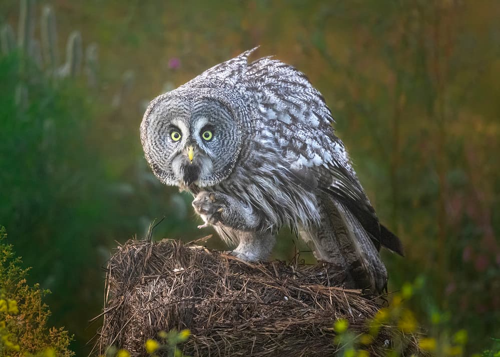 Watchful Great Grey Owl by Annie Poreider — canvas wall art