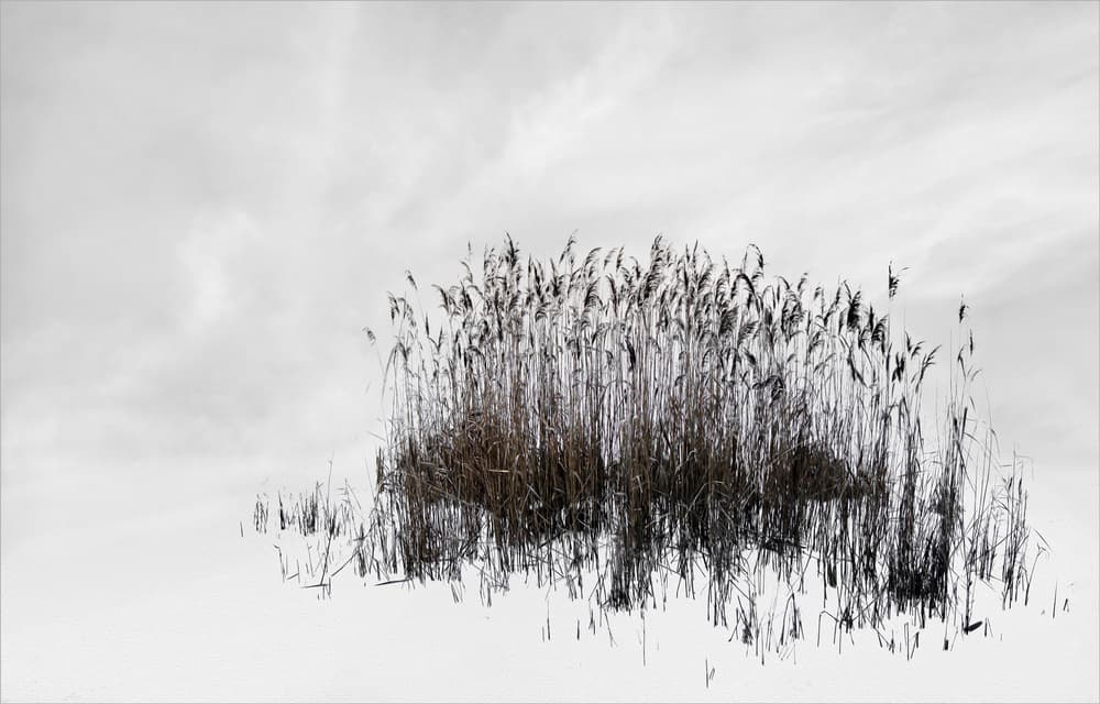 Winter Reeds Stillness by Gilbert Claes — canvas wall art