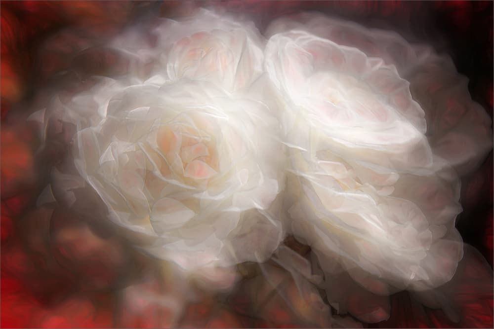 Dreamy White Roses by Gilbert Claes — canvas wall art