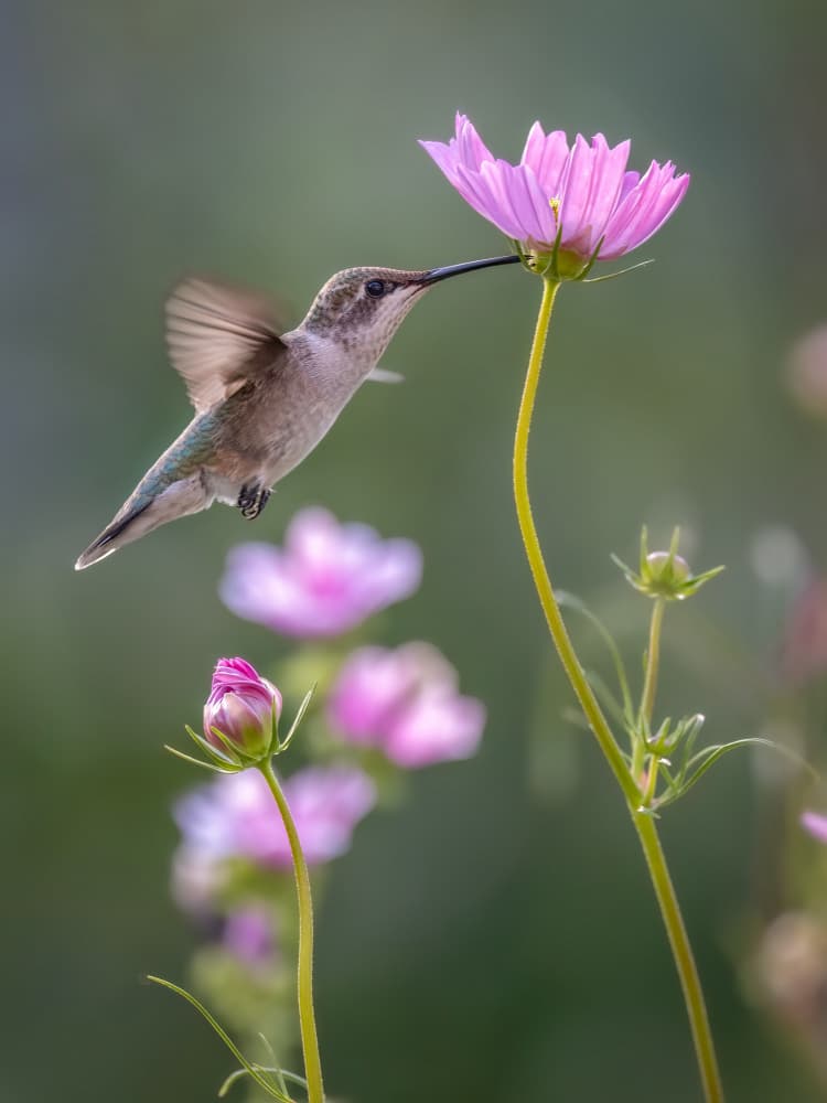 Hummingbird Pink Cosmos by Leechee Z — canvas wall art