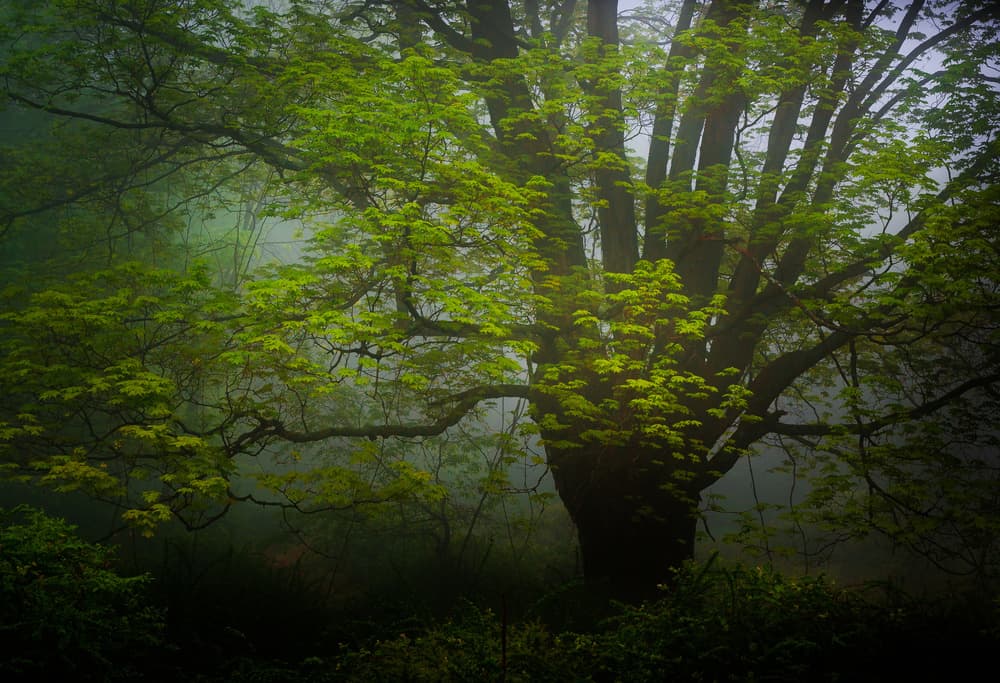 Misty Forest Tree by Wei (David) Dai — canvas wall art