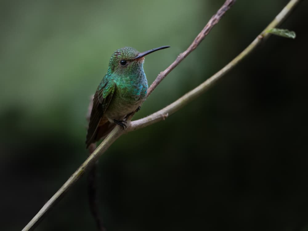 Green Hummingbird Perched by Patrick Dessureault — canvas wall art