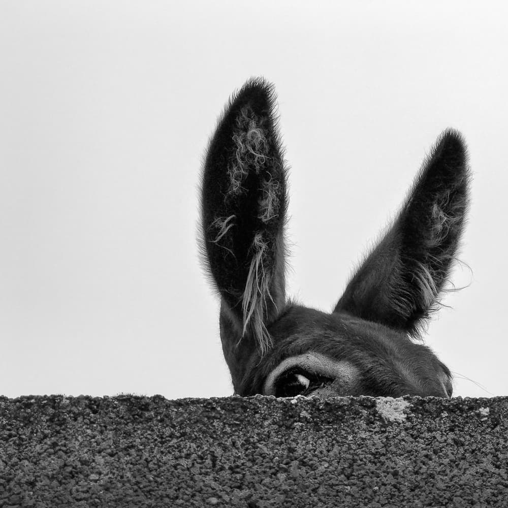 Curious Donkey Peeking by Marco Antonio Cobo — canvas wall art