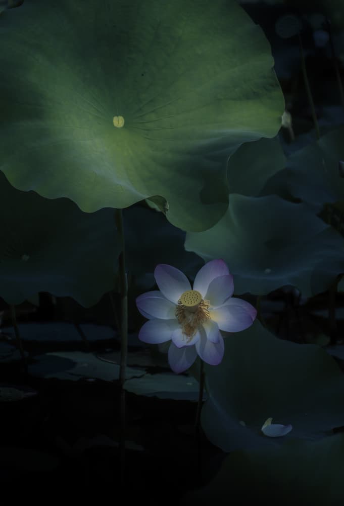 Serene Lotus Bloom by Judy Tseng — canvas wall art
