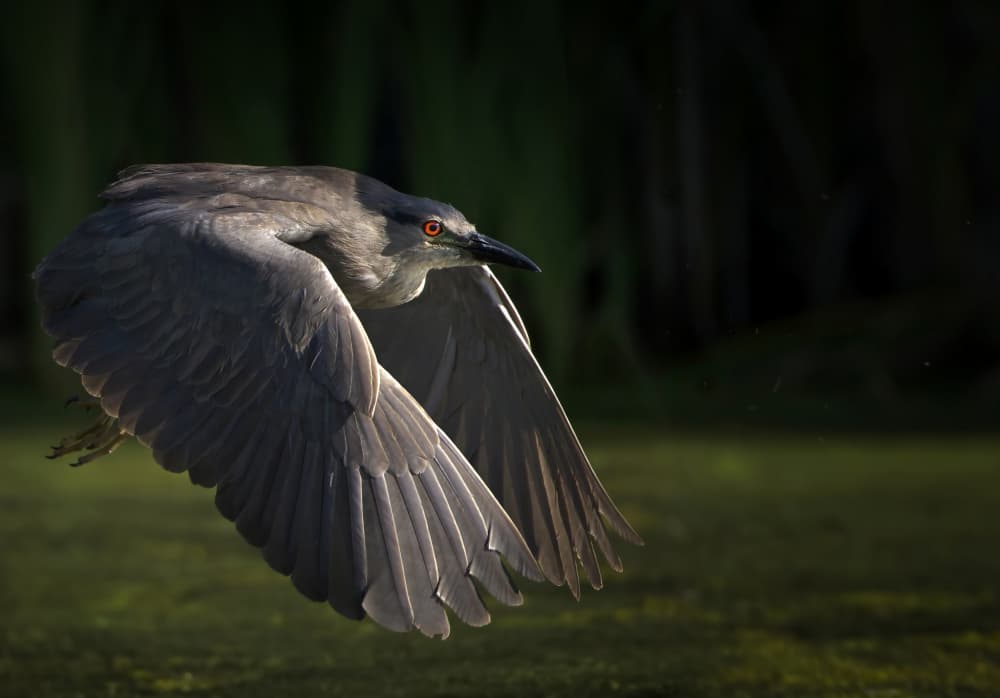 Night Heron In Flight by verdon — canvas wall art