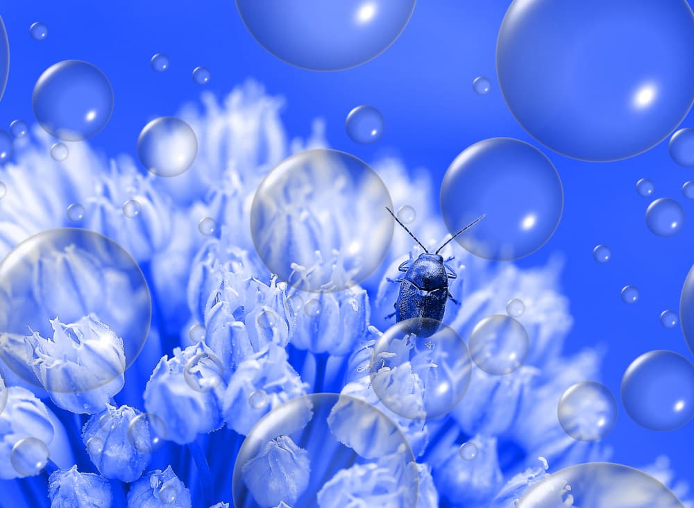 Bug Among Blue Bubbles by Thierry Dufour — canvas wall art