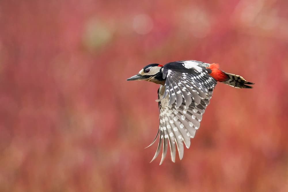 Flying Spotted Woodpecker by Marco Redaelli — canvas wall art