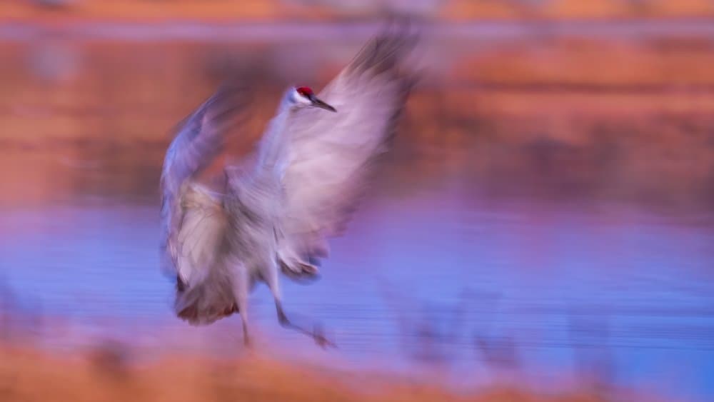 Vibrant Crane Motion by Hanping Xiao — canvas wall art