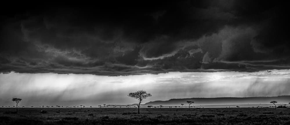 Dramatic Savanna Rain by Jeffrey C. Sink — canvas wall art