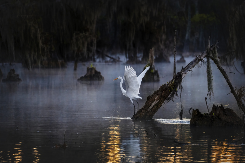 Misty Egret Grace by Hanping Xiao — canvas wall art