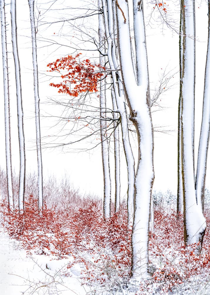 Red Leaves Winter Wood by Ulrike Eisenmann — canvas wall art