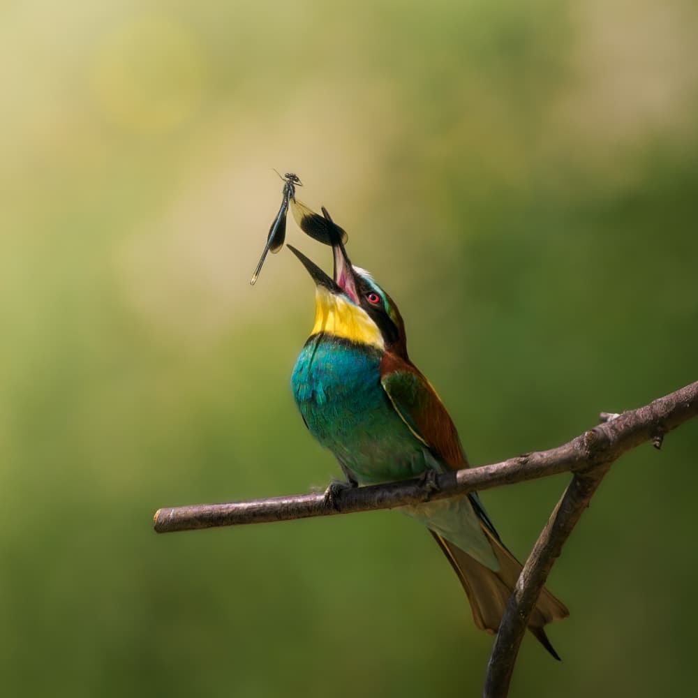 Colorful Bee-eater Feast by Cristiano Giani — canvas wall art