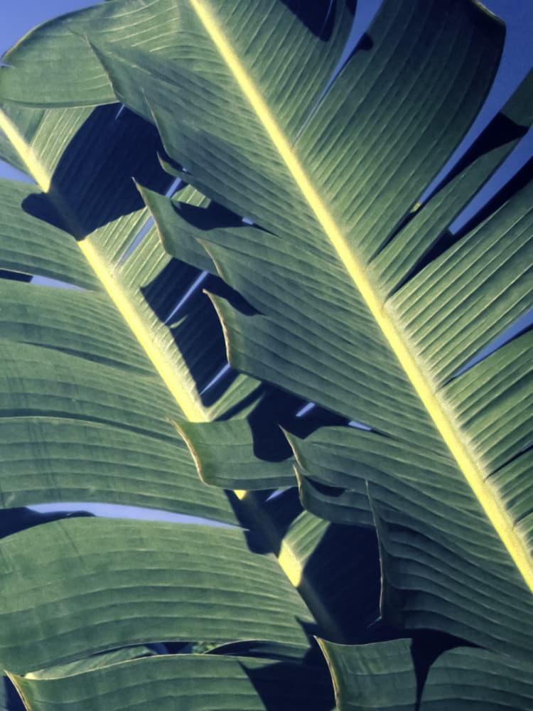 Sunny Tropical Leaves by Stephanie Klatt — canvas wall art