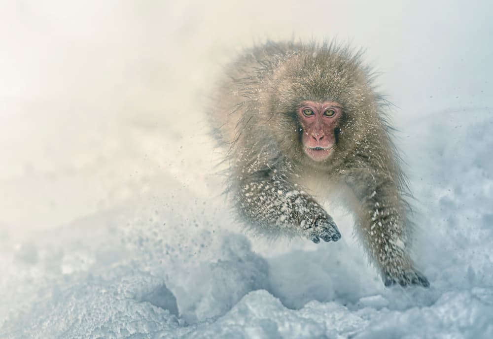Snow Monkey Sprint by Larry Deng APA — canvas wall art
