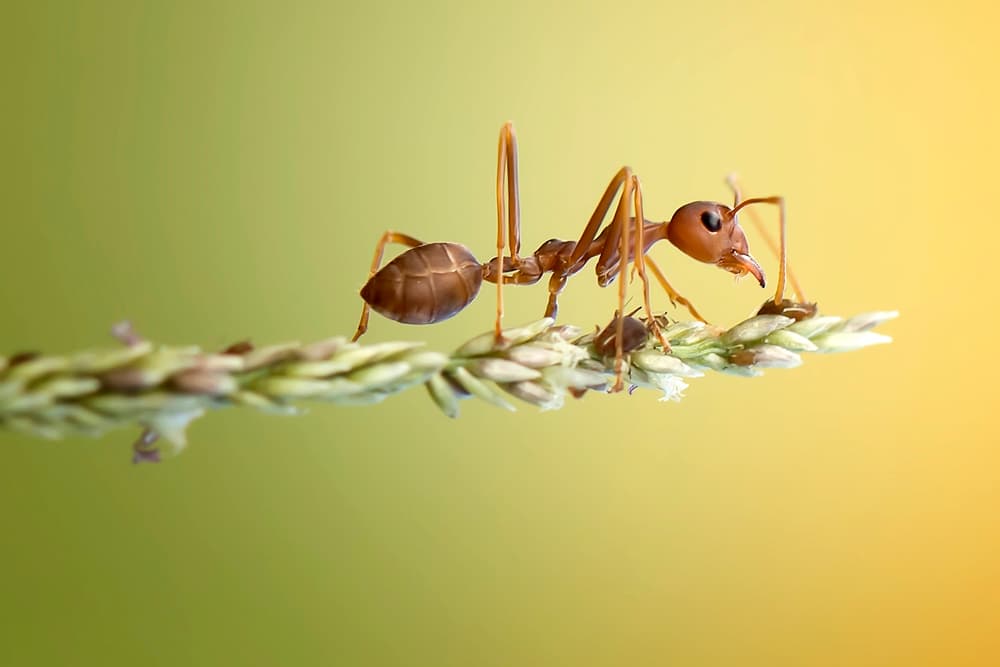 Red Ant on Plant by Fauzan Maududdin — canvas wall art