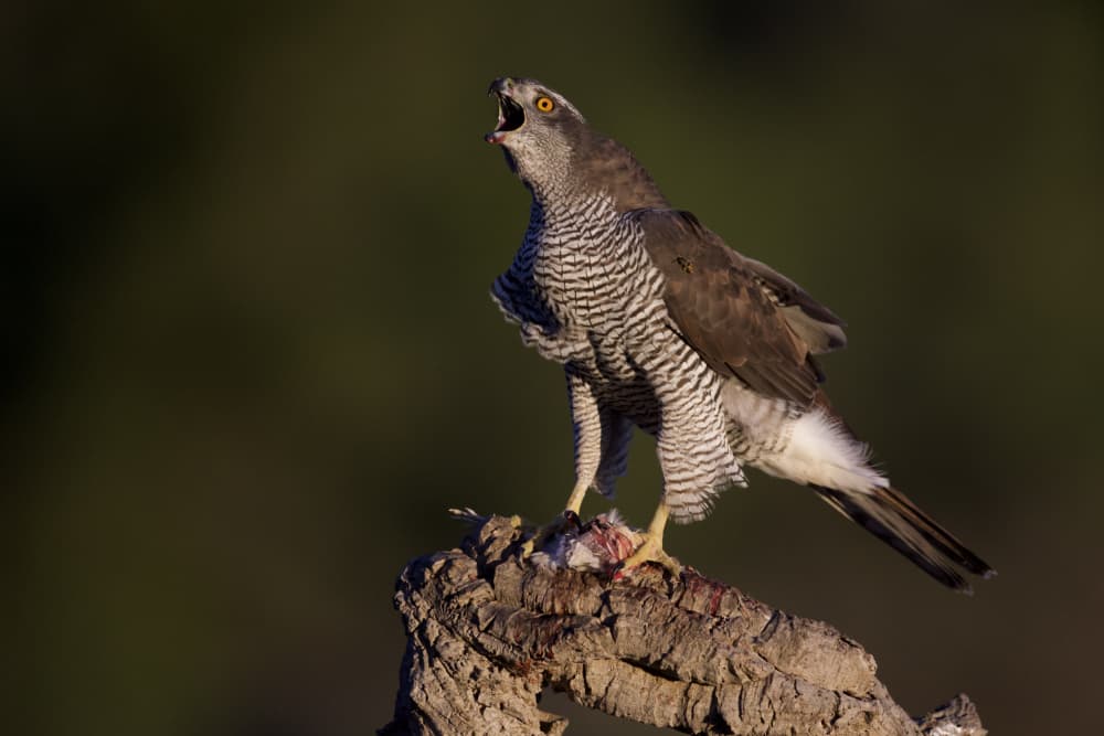 Fierce Hawk's Call by David Manusevich — canvas wall art