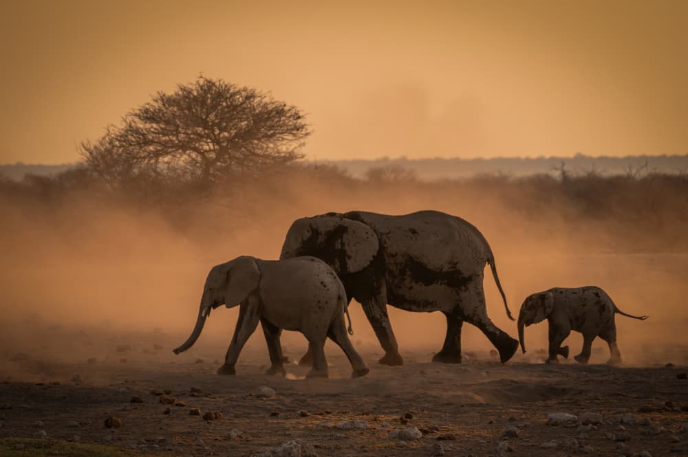 Elephant Family Sunset Walk by Isam Telhami — canvas wall art