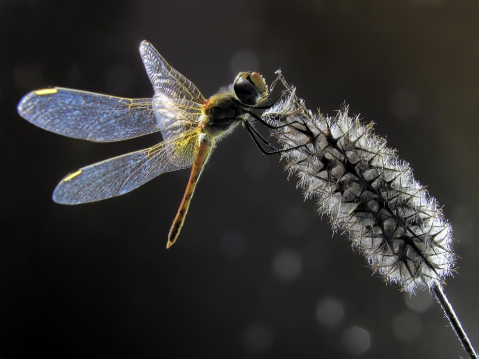 Delicate Dragonfly Perch by Jimmy Hoffman — canvas wall art