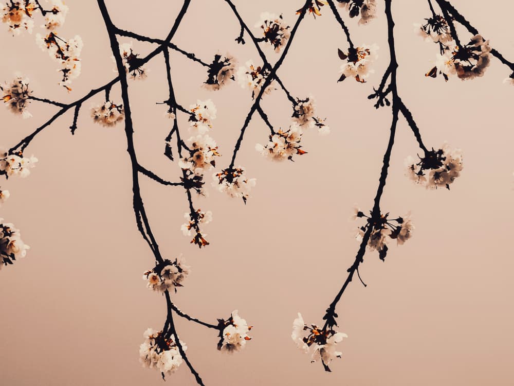 Delicate Cherry Blossoms by Bilge Paksoylu — canvas wall art